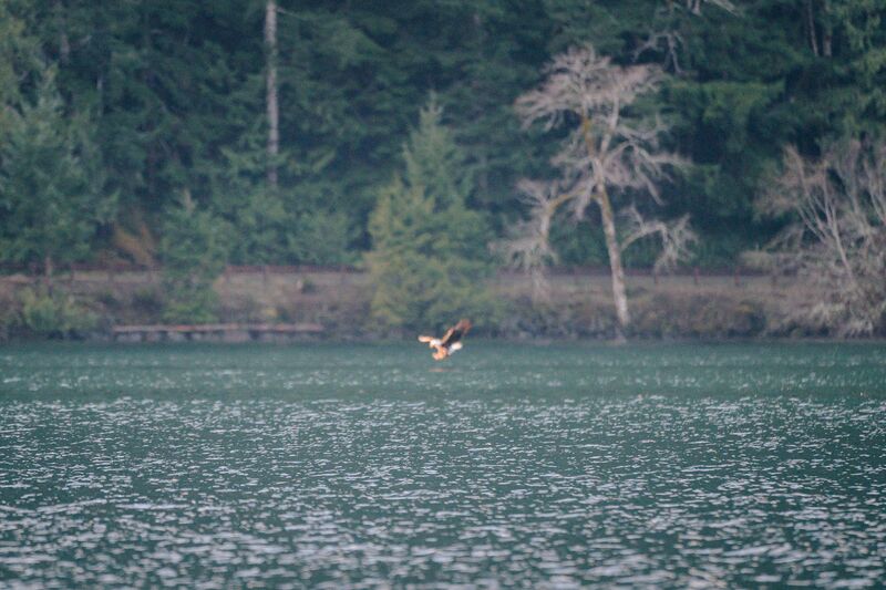 Bald Eagle - amazing light but too far away to get the shot