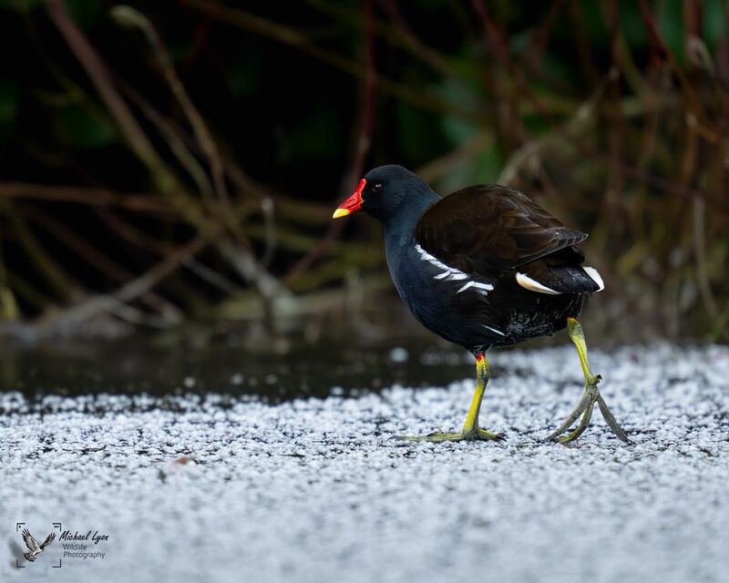 Common Moorhen