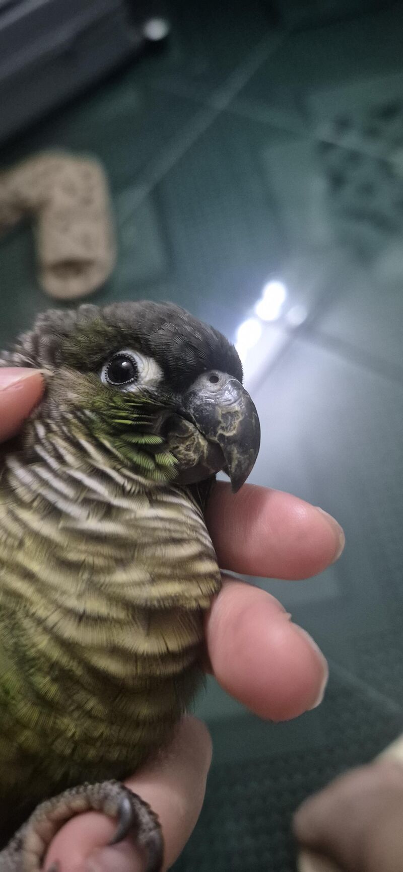 Is my bird's beak ok?