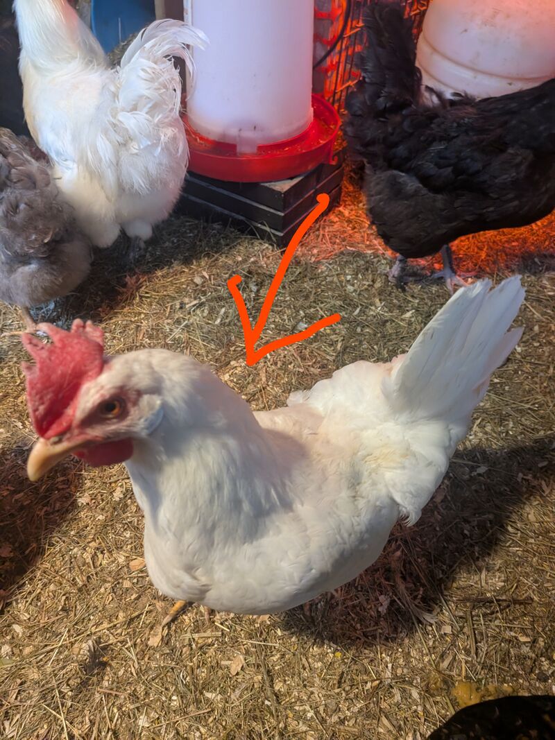 Thing one always looks like she's ready to attack