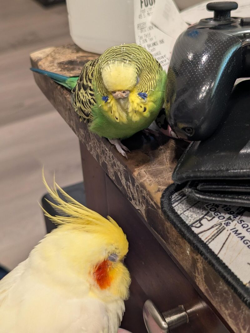 Particularly majestic fluffenchops tonight on my girl