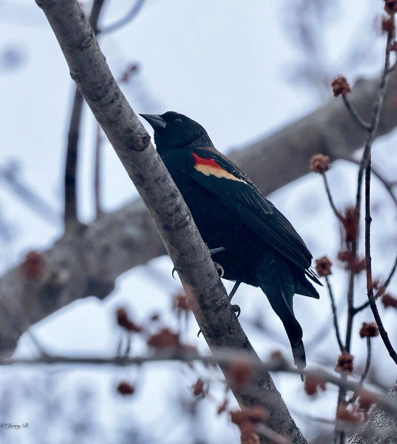First batch of Red-winged Blackbirds heard/seen on an evening walk. Spring is getting closer!🖤