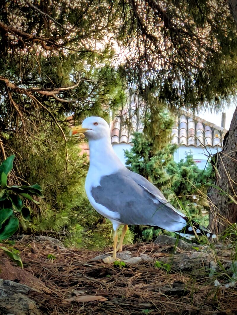 Gull, Cannes (south of France)