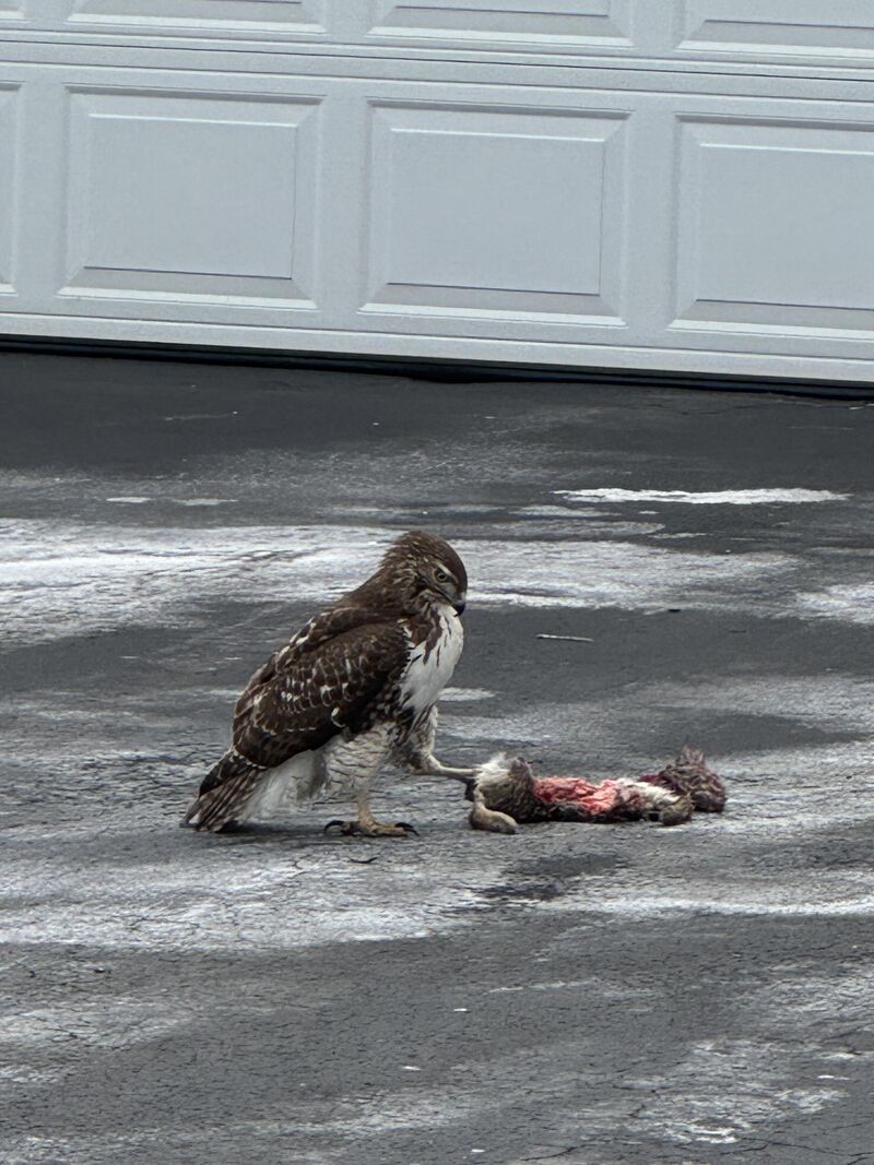 Cooper’s with a meal