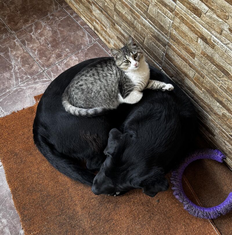 20% - dominance, 80%- friendship