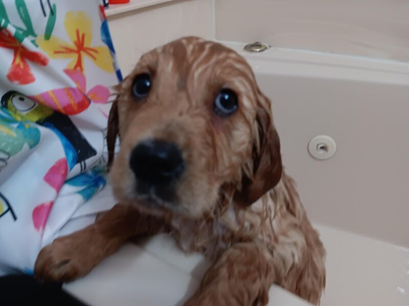 Little Lolas First Bath