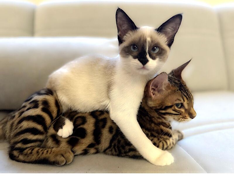 I wish they stayed kittens forever 💕