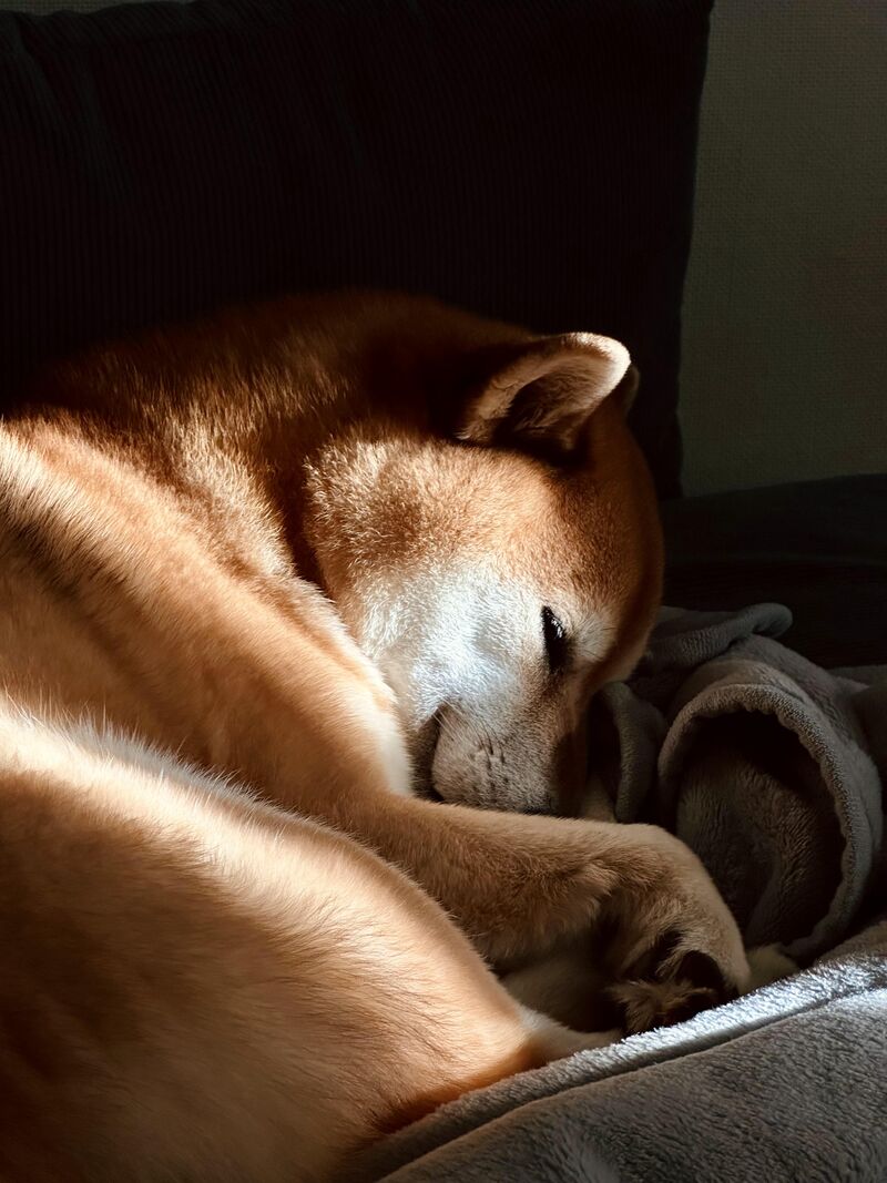 My dog and the morning glow