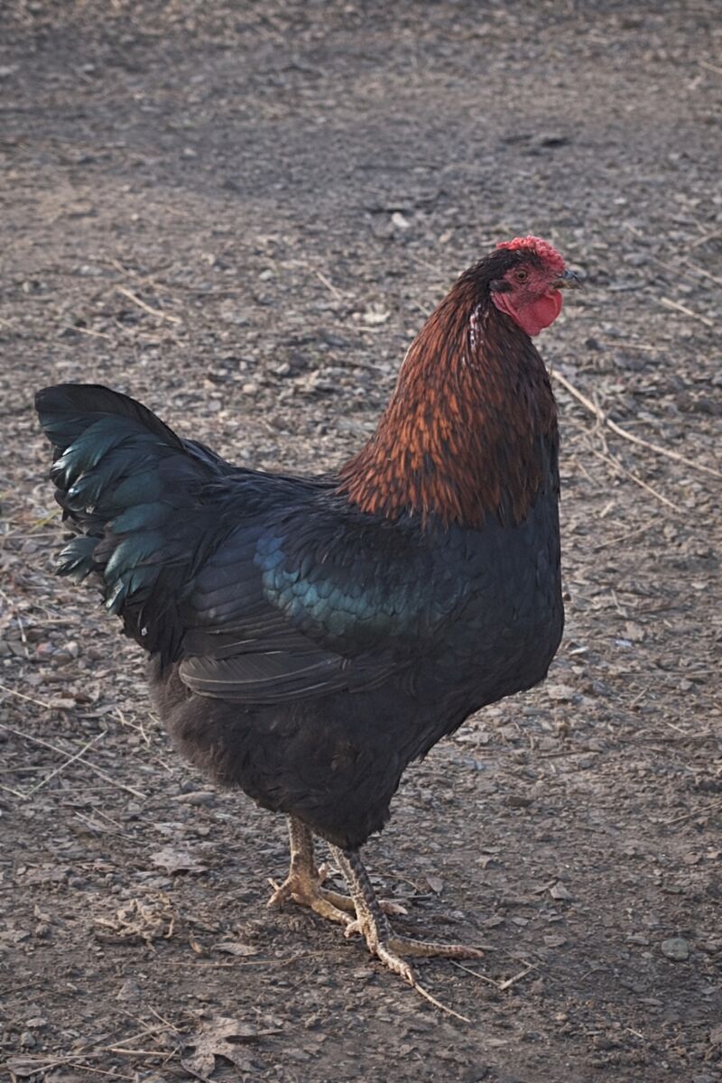 What do you think him and a silver laced Wyandotte would produce?