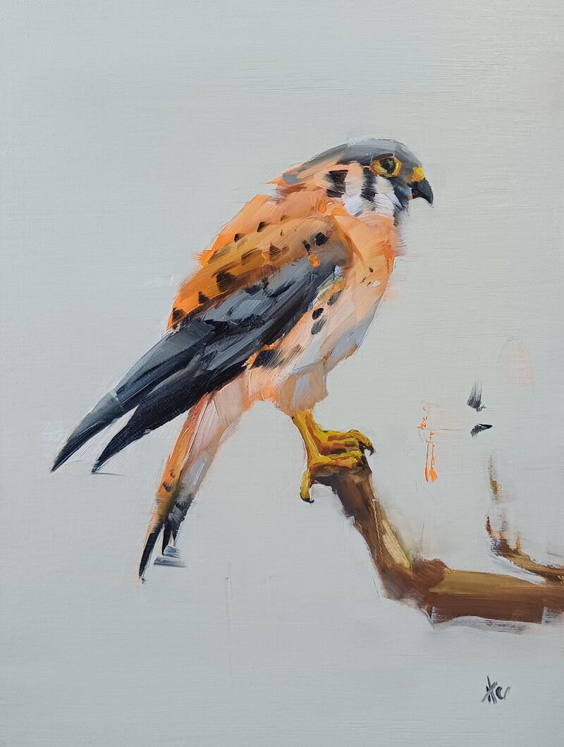 American Kestrel, oil on linen, alla prima.
