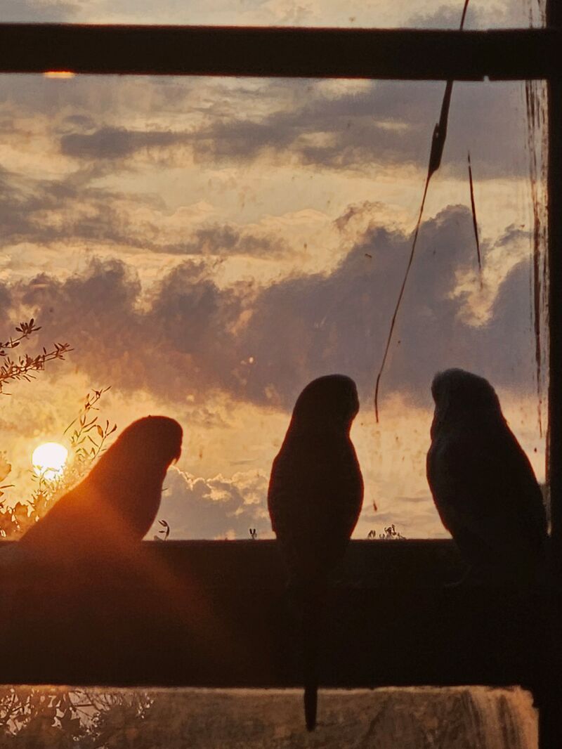 Another successful hard day of squaking at pillows and fighting over corn