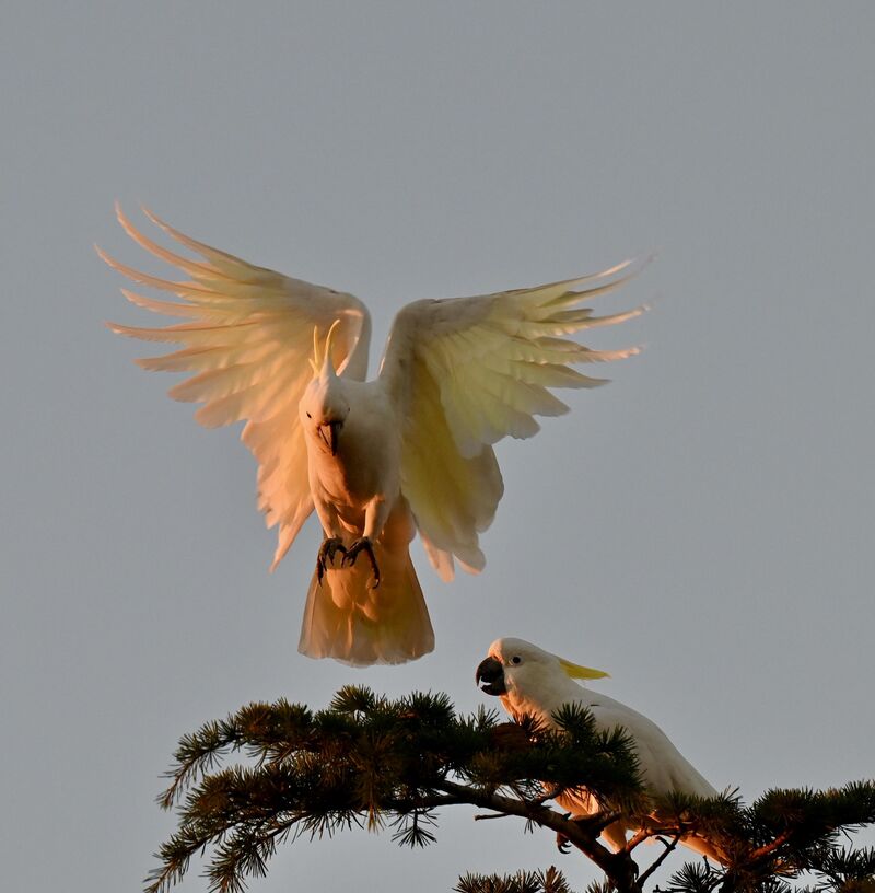 Touchdown at Twilight
