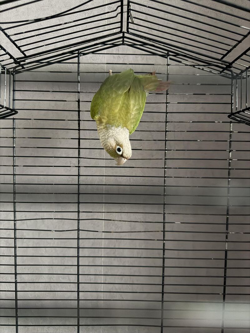 Help! New member to the family 🌹