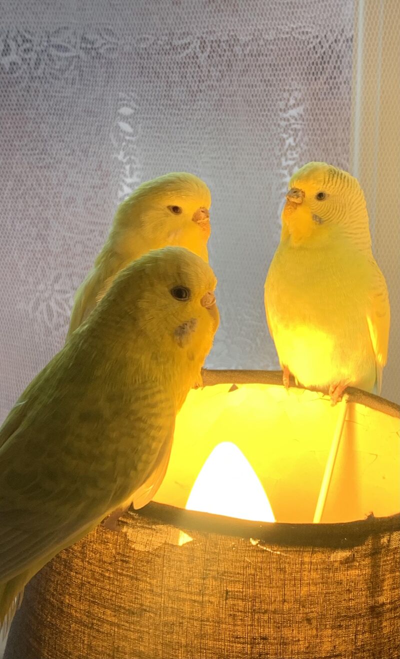 Green bird crew having a very important meeting 🥹