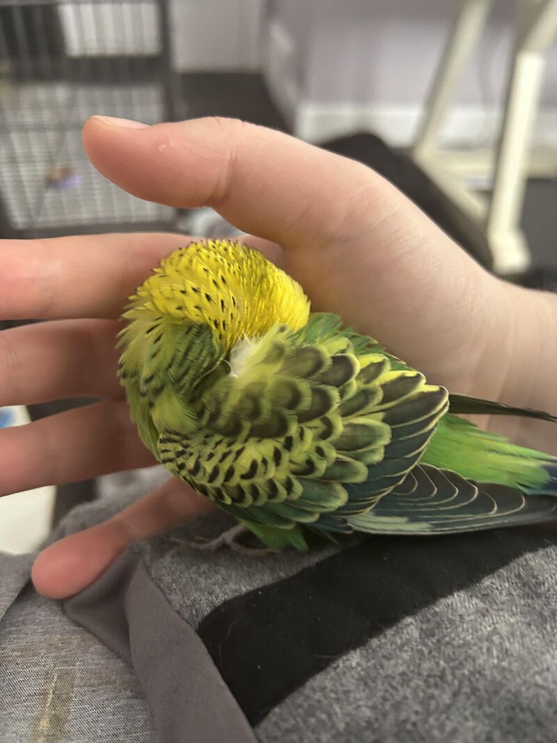 He fell asleep on me while we were watching TikTok’s together, help I can’t move.