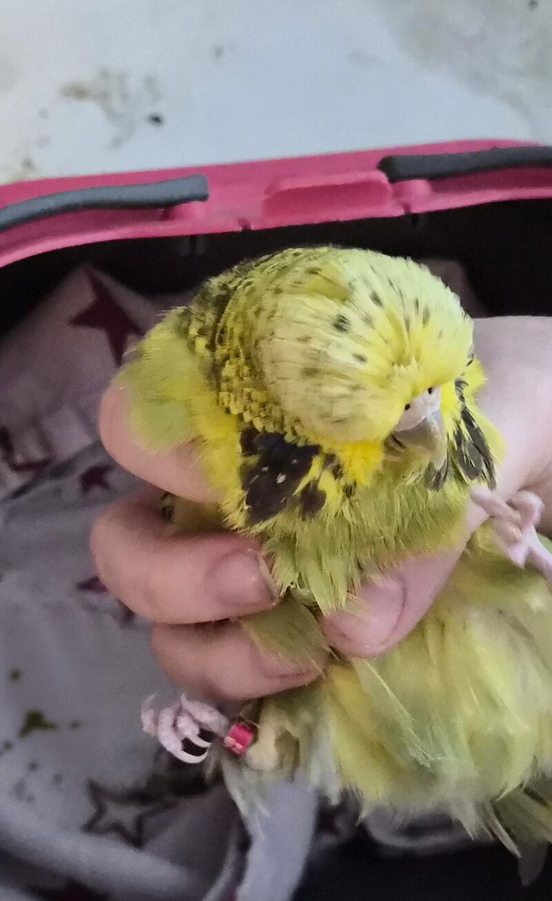 The freak has been snatched