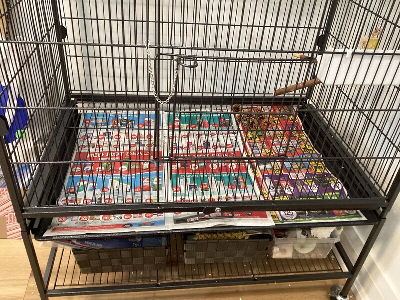 Is there any style of activity I can leave on the bottom of their cage? I left pine cones, like I used to before but they’re not super interested.