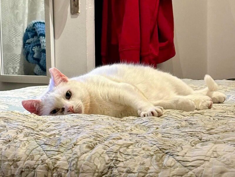 Gardénia from our shelter, now in her forever home. It’s going really well. She loves her cat brother and is even let her humans pet her belly ❤️❤️❤️