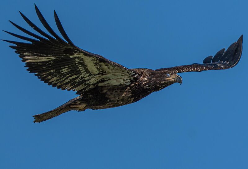 Juvenile bald eagle mid blink