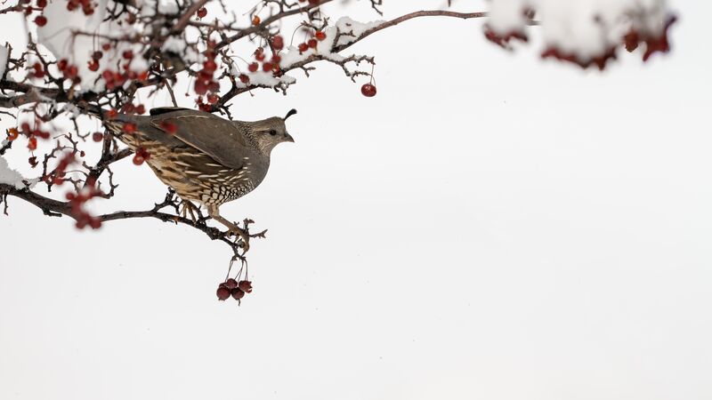 California Quail