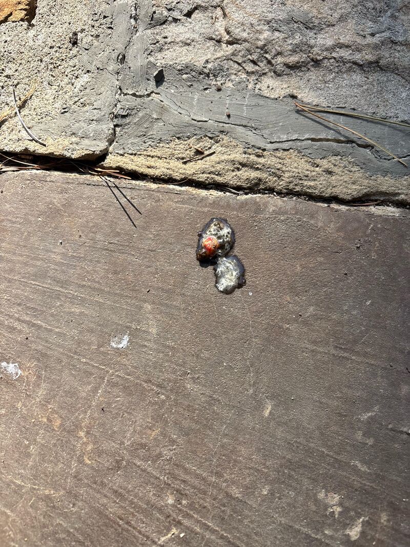 1 year old hen throwing up?