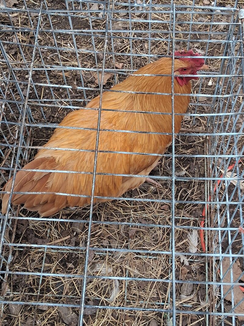 I got a free chicken