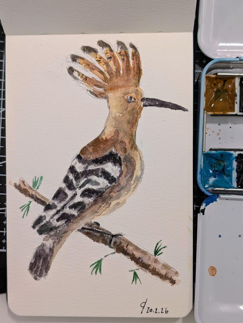 Hoopoe on a branch. Pencil and watercolor.