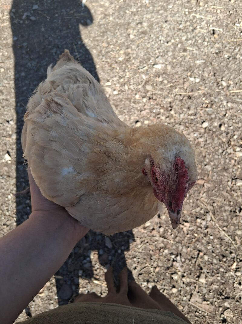 Why is my han so small?