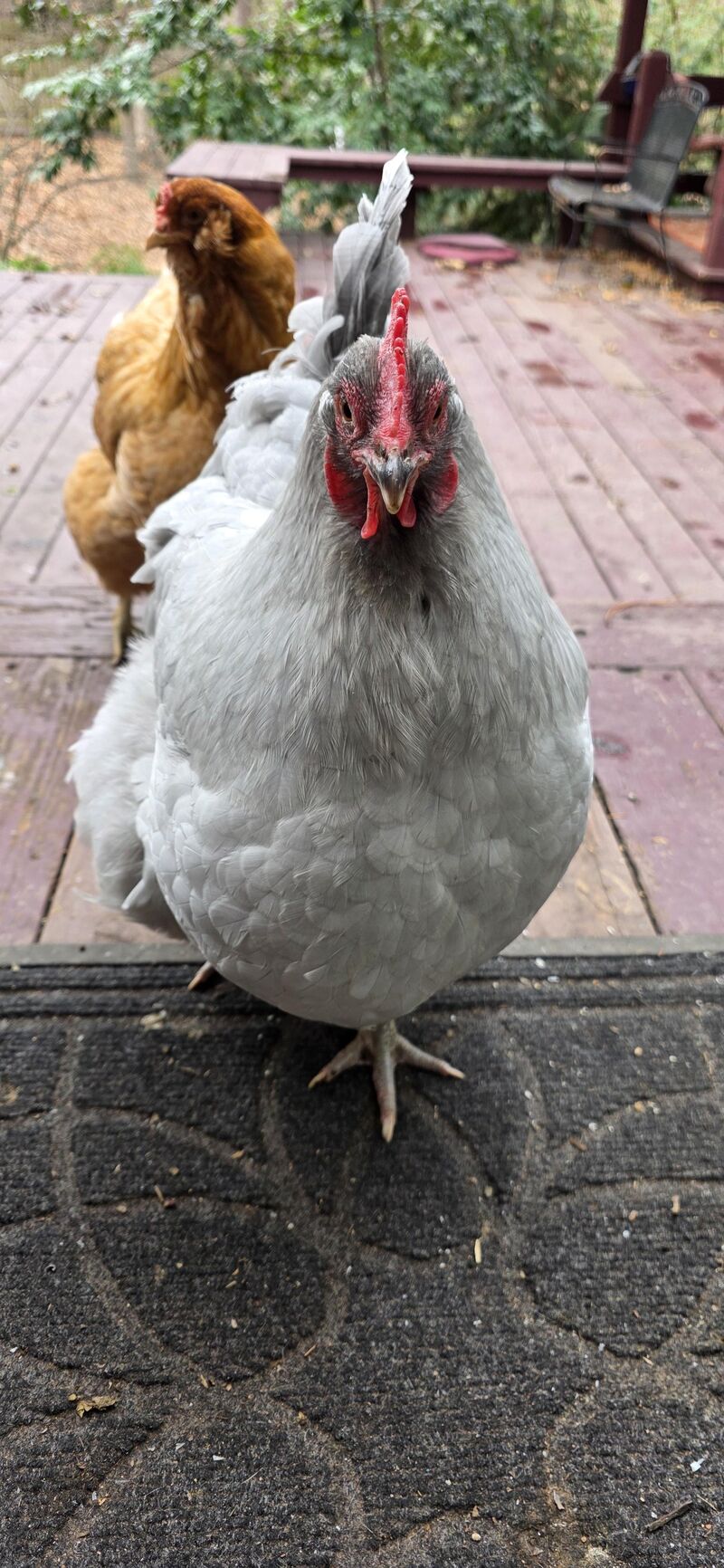 The chicken gang says 