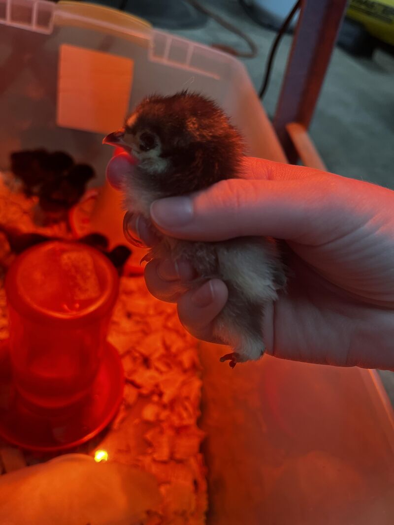 One of our newest babies