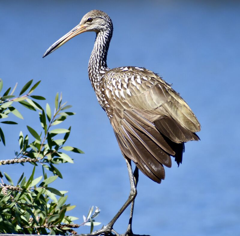 Limpkin