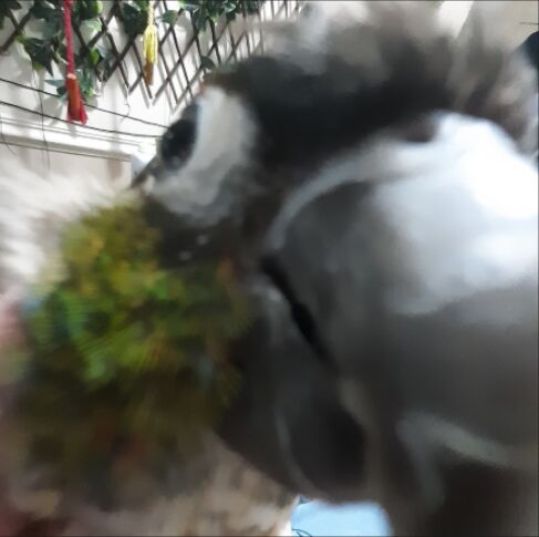 Lil bastard bit my lip without any warning again. Bleeding a lot. What do you guys do when your bird bites? It's straight in timeout when they bite for me