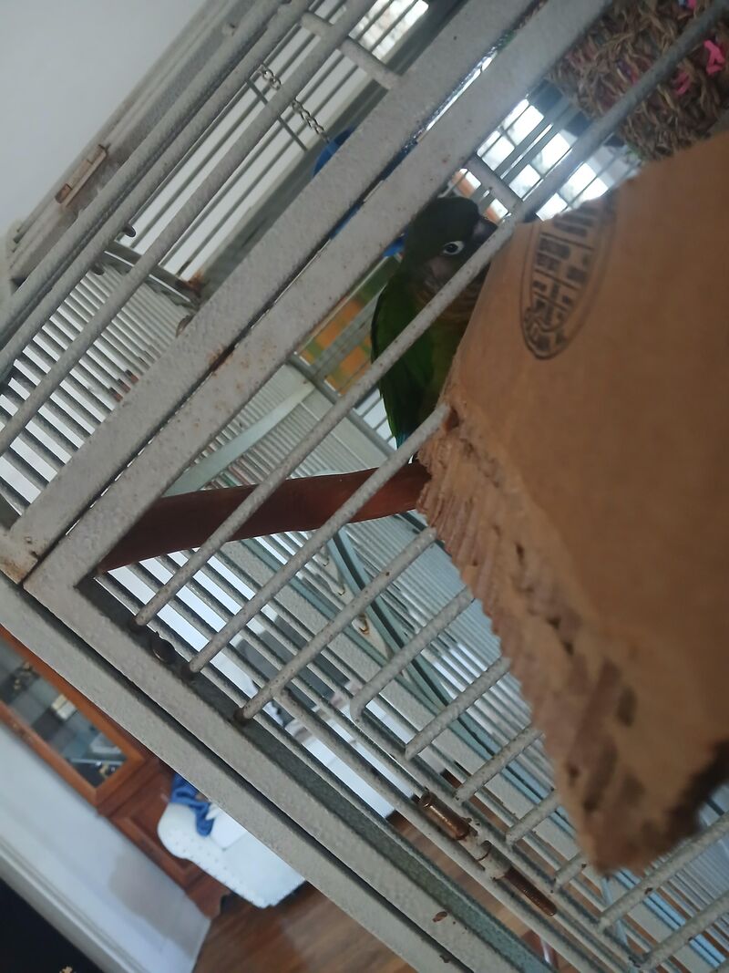 How to incorporate cardboard to cage?