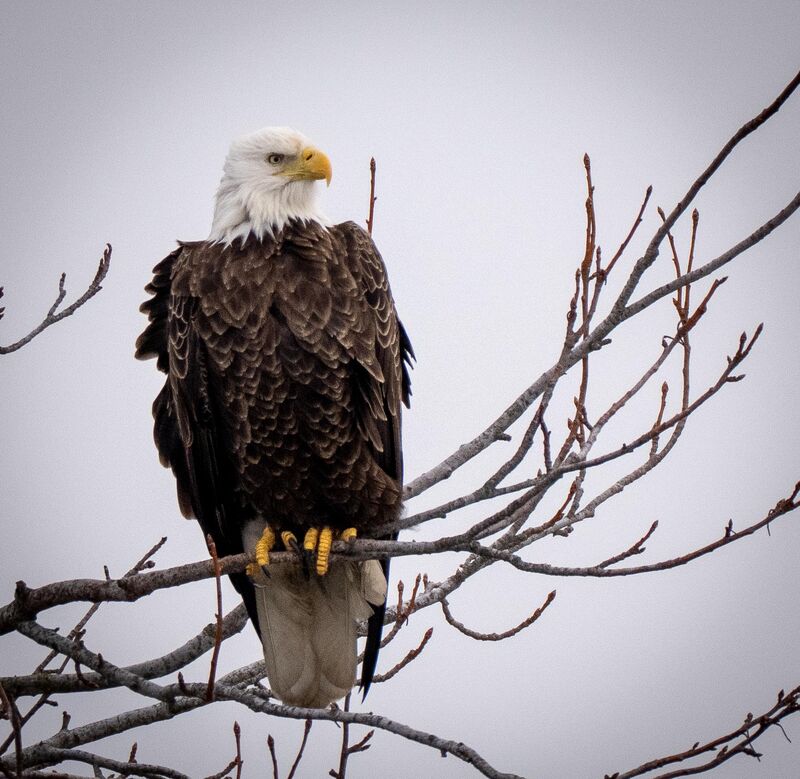 Bald Eagle, New Jersey