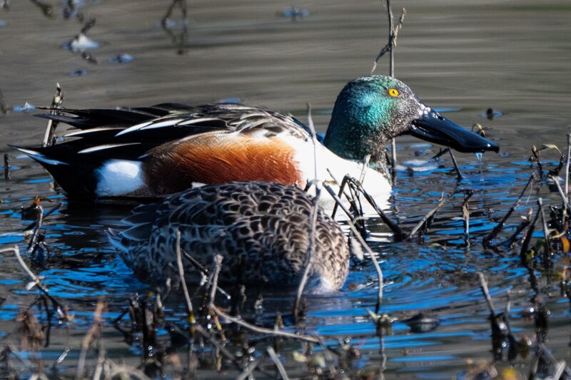 Northern Shovelers