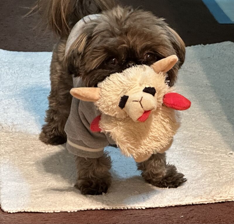 OC: We’re watching this little guy for his mom, and he brought his favorite toy from home. 😍