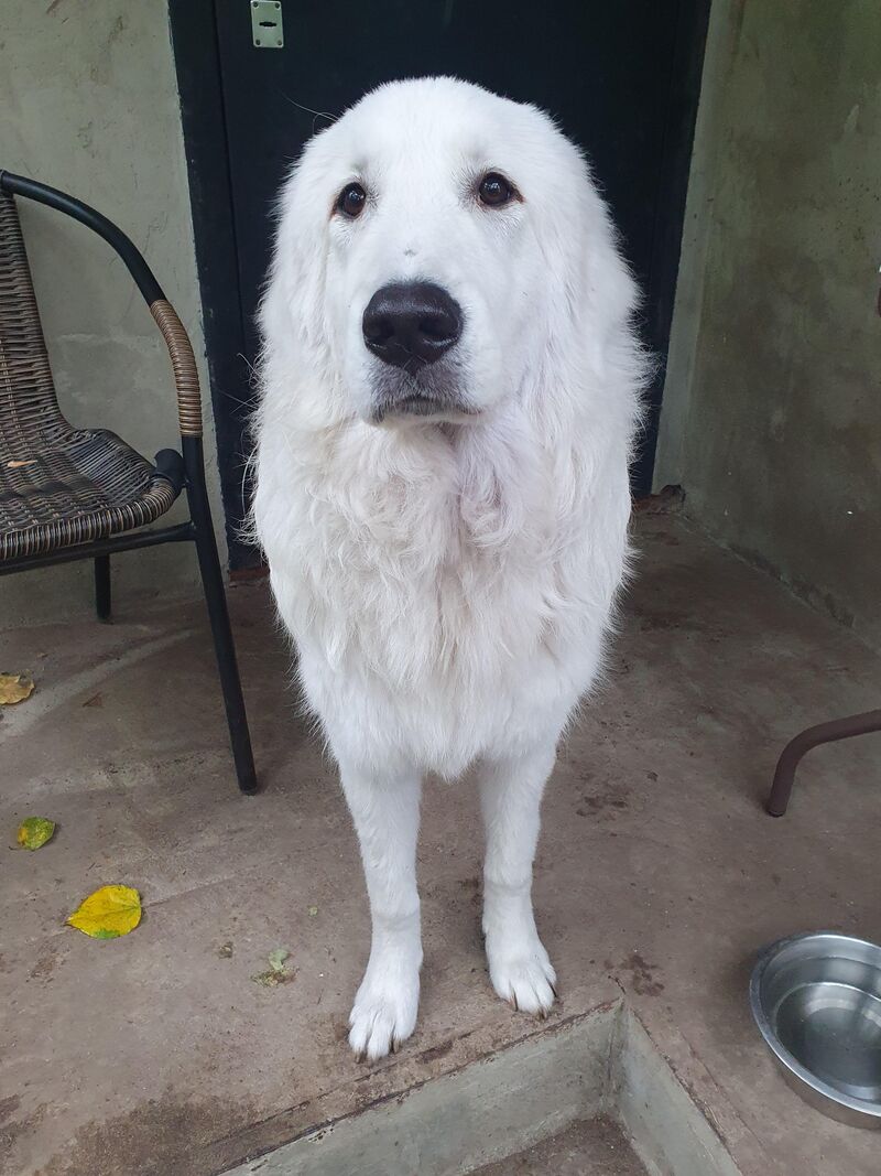 Just camera angle magic, no AI