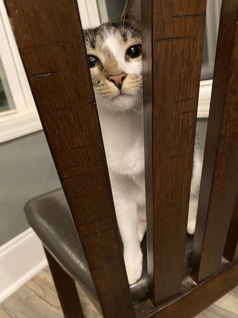 She’s in kitty prison