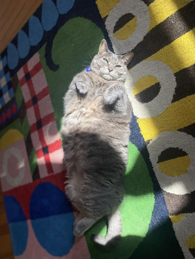 My kitty in the sunshine