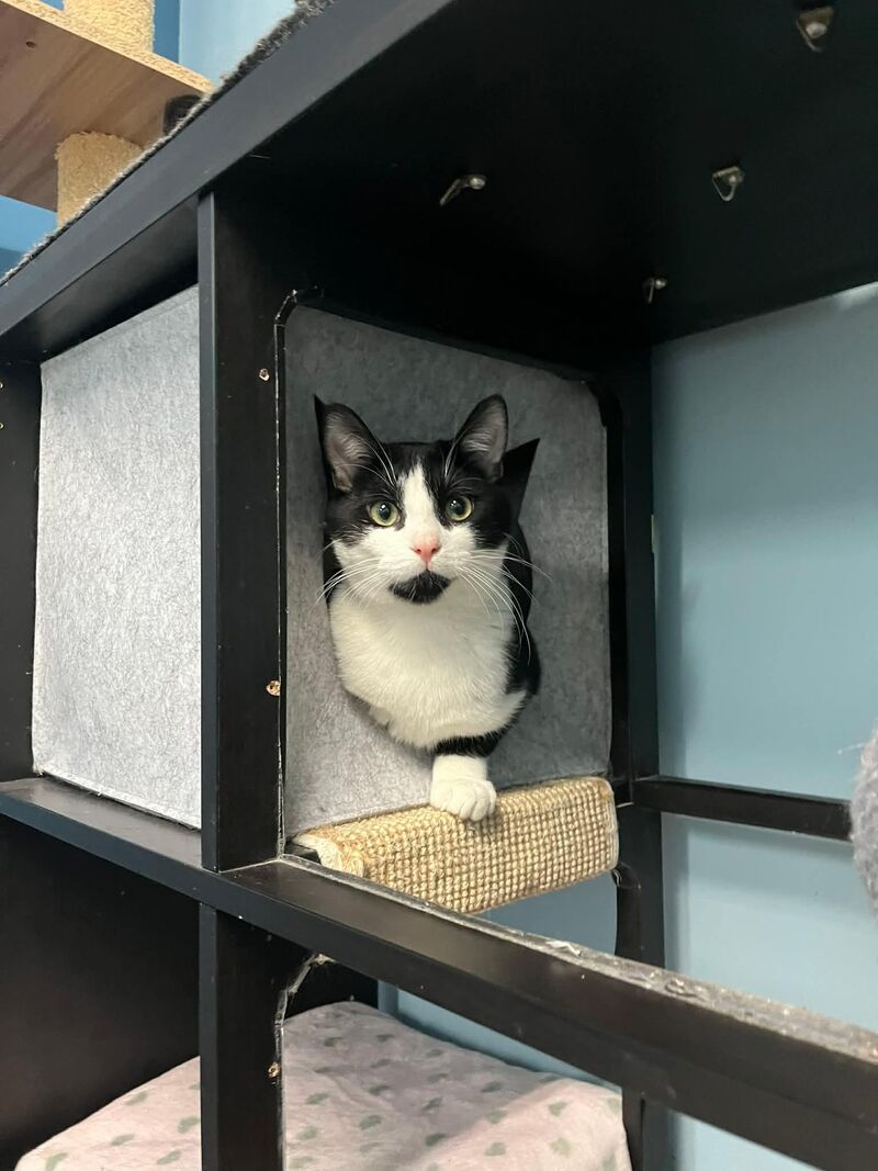 This is Méné from our shelter (son of Madame Dorée). He’s a sweet and shy boy.