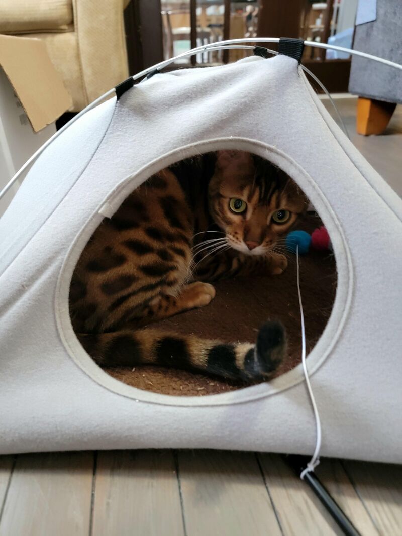Any time he catches the cat toys after big battle, he drags them into his den and guards his prize like a lion on the savanna.