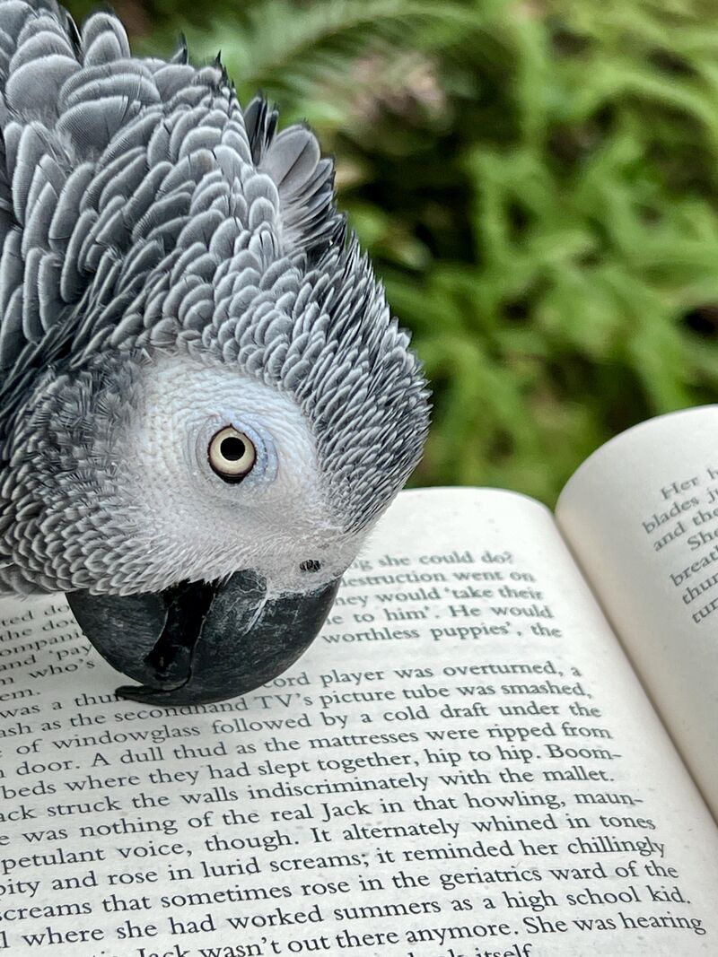 This is why Parrots are among the world's most intelligent animals. They read between the head scratches and expand consciousness