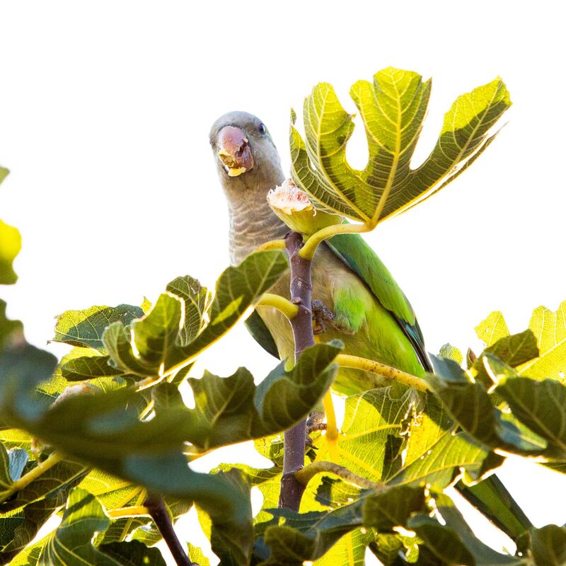 The Fig Thief's Secret Snack 🦜😋[OC]