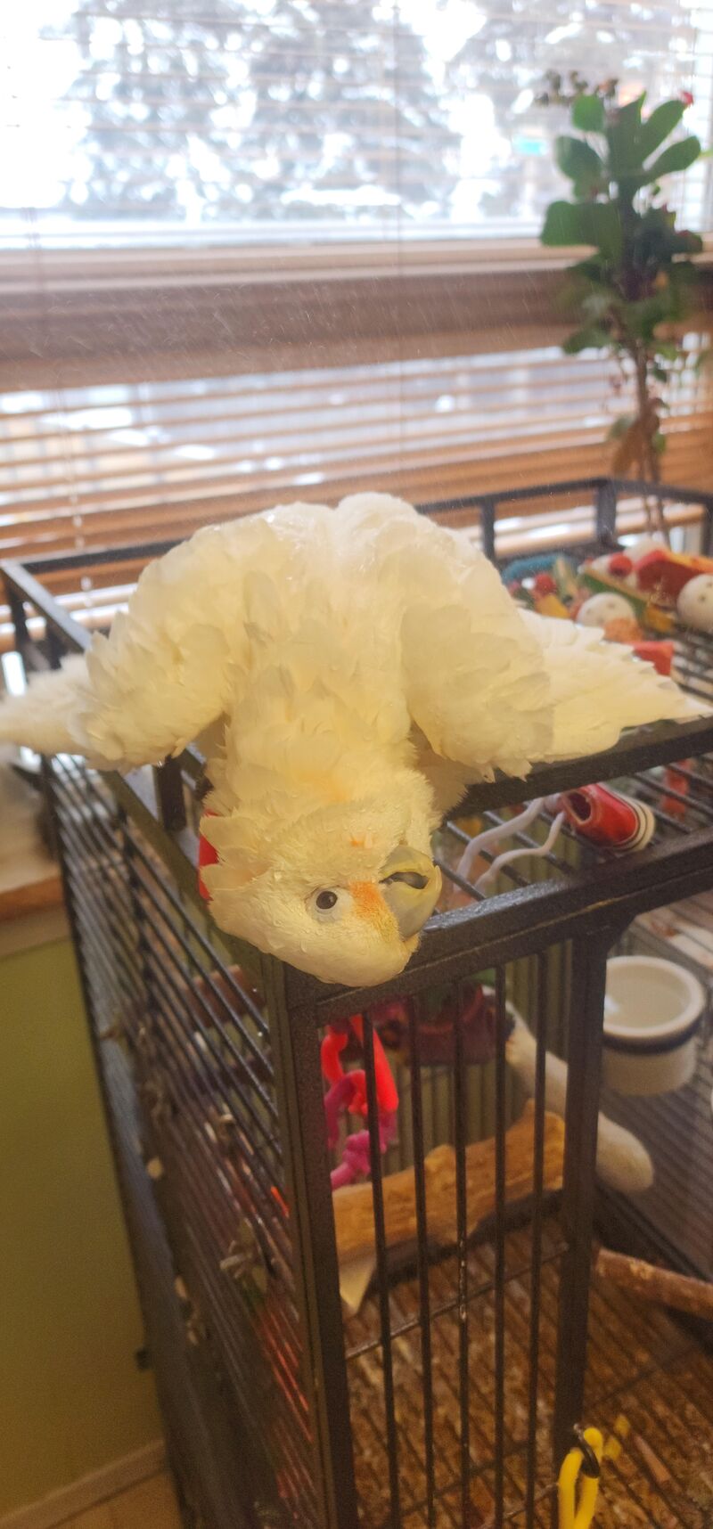 How to prepare wet chicken! Easy for everyone!