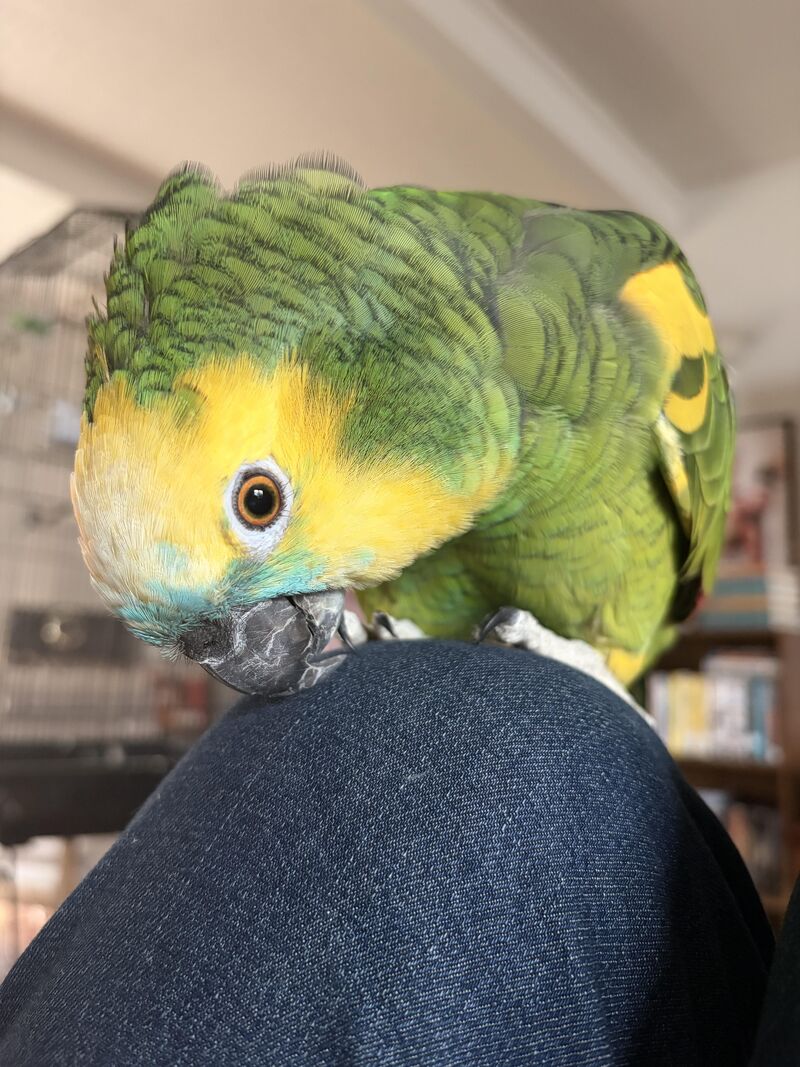 Asking for scritches