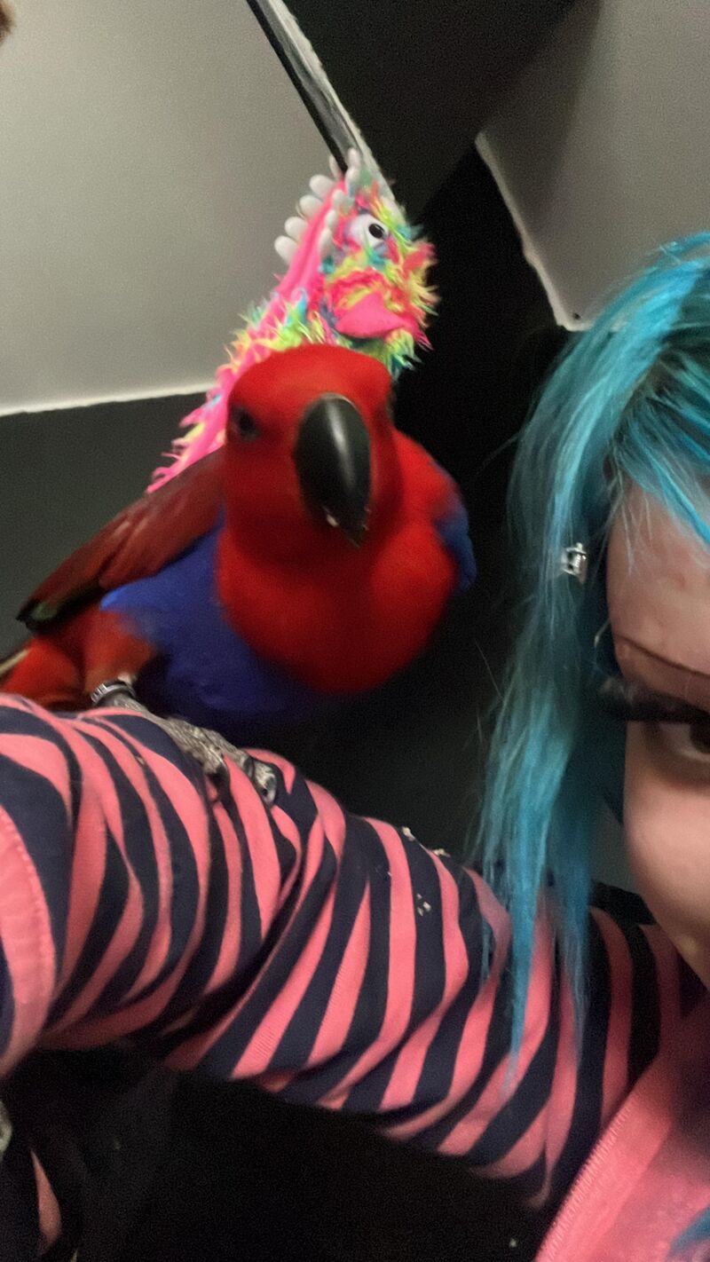 Just got a baby eclectus!!