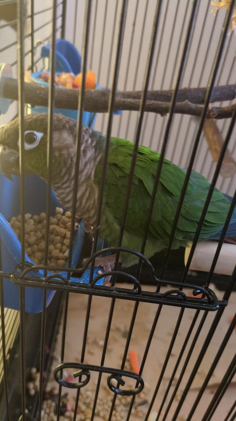 Newest member of the flock (and arranged marriage to Cairo..)