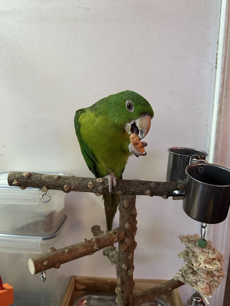 ESCAPED! But, not for long 🥹