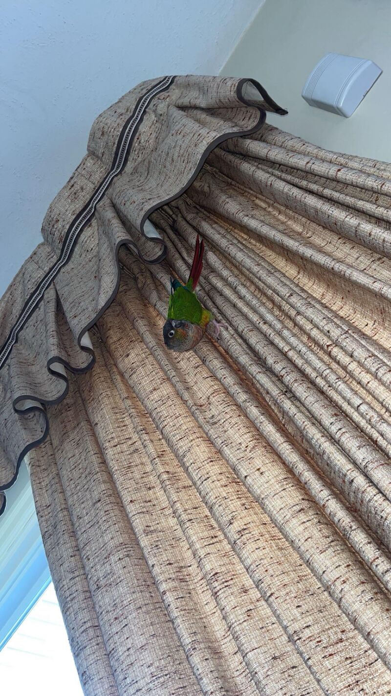 Hanging on the drapes by just one toe. 🤣😅