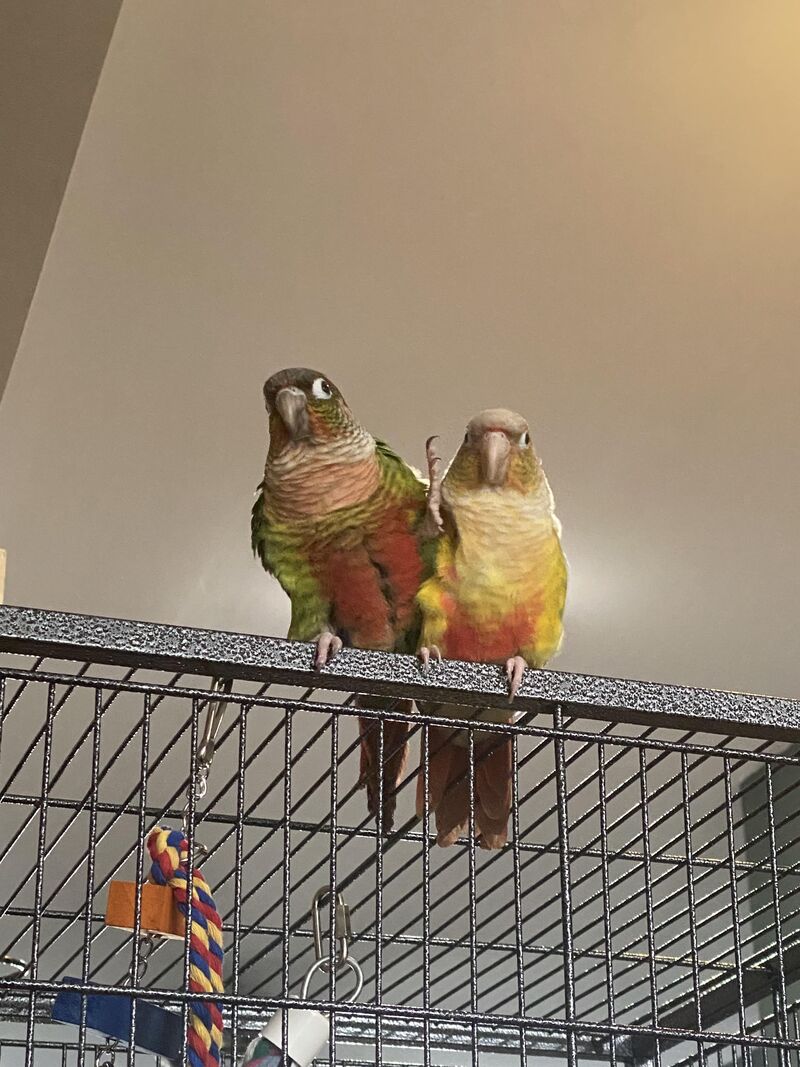 Advice needed for bonded pair